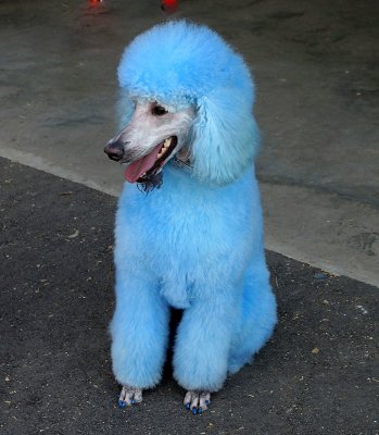 Blue Haired Standard Poodle....REALLY!