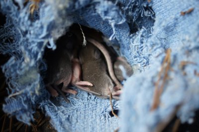 Baby Field mice