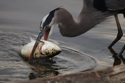 Bitten Off More Than You Can Chew....