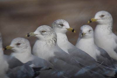 Gulls just chill'n as the weather turns nasty