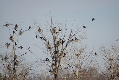 Double-Crested Cormorants Rookery