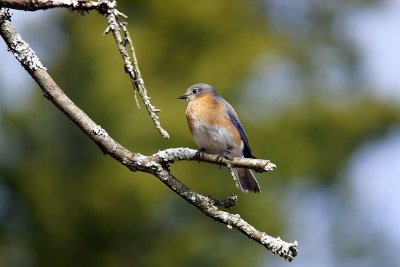 Female Bluebird