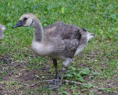 Canada Goose Youngster
