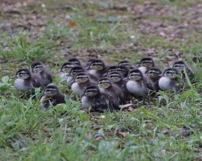 Baby Wood Ducks 5.25.16