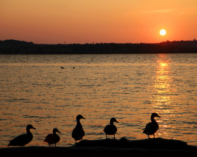 Ducks at dawn