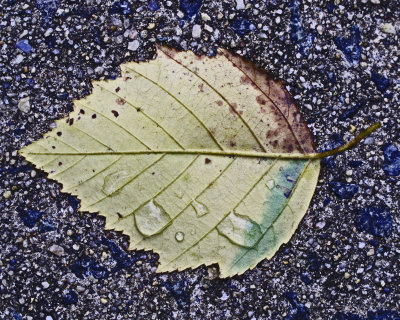 Yet another leaf