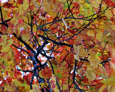 Tree and leaves