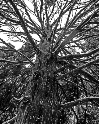 Tree on snowy morning