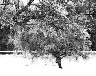 Ice covered tree