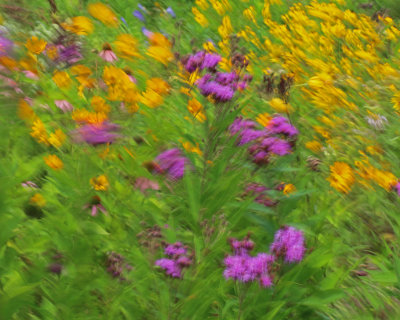Flowers in breeze