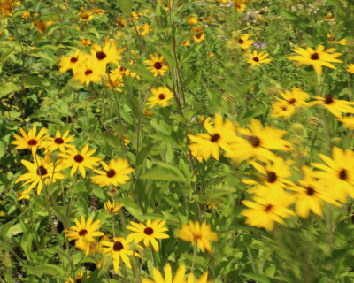 Flowers in IA