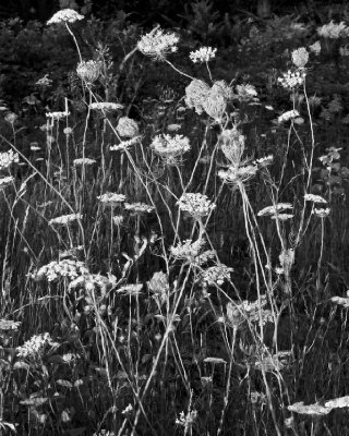 Queen Annes Lace