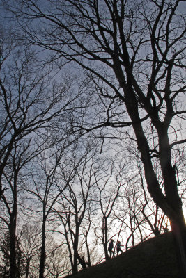 Into the woods