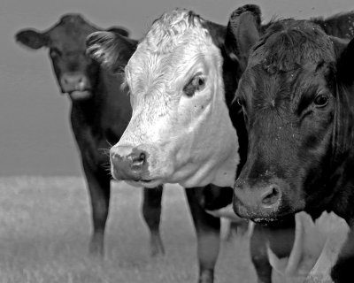 More cows