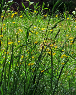 Grasses