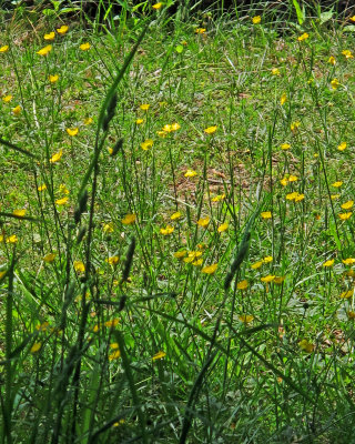 Wildflowers
