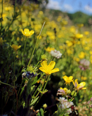 Flower level