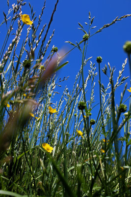 Grass level 
