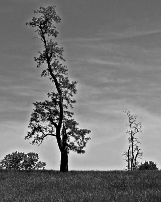 Crooked tree