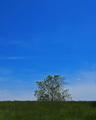 Tree in distance