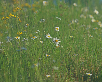 Gauzy field