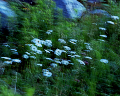Blurry field