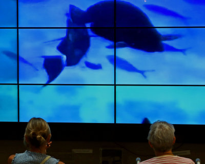 Women watching fish
