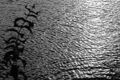 Reed with water