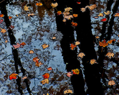 Leaves in water