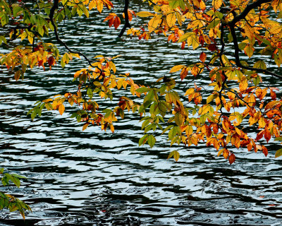 Leaves over water
