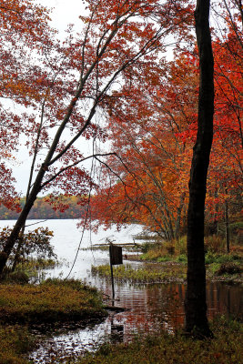 Scene to lake