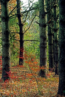 Treescene2