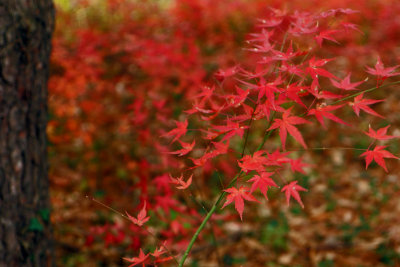 Red leaves