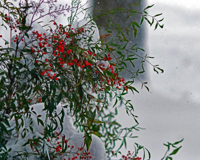 Holly in snow