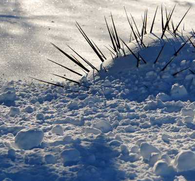 Buried porcupine?