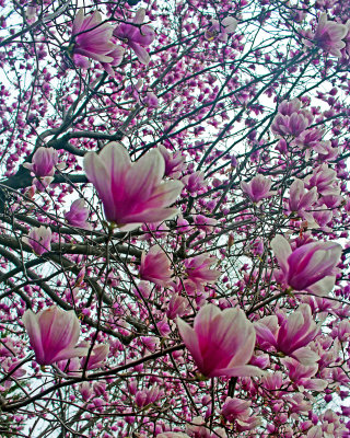 Spring buds