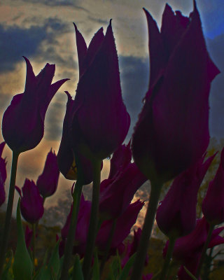 Purple flowers
