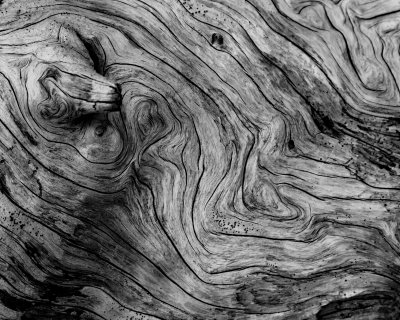 Driftwood