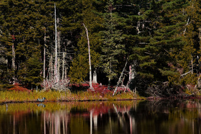 Heron in marsh