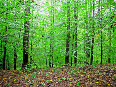 Woodsy scene