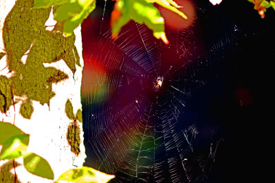 Spider web in trees
