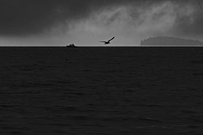 Boat and bird