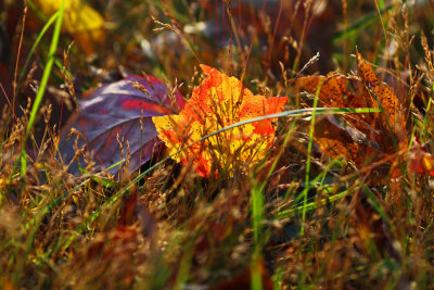 More leaves in grass