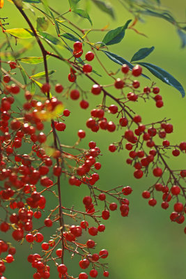 red berries