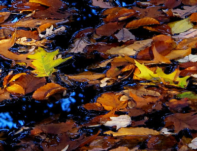 Leaves on river
