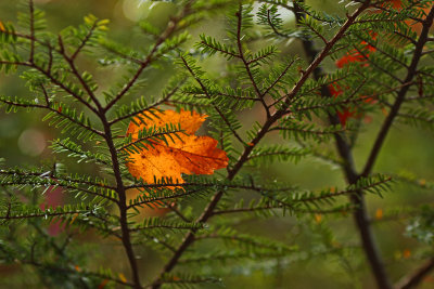 Leaf caught in tree