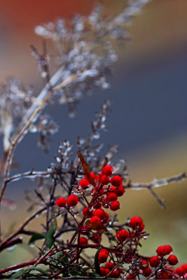 Red berries and icy branch