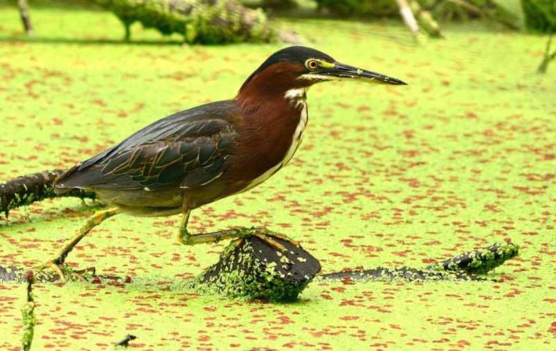 DSC_3736.JPG