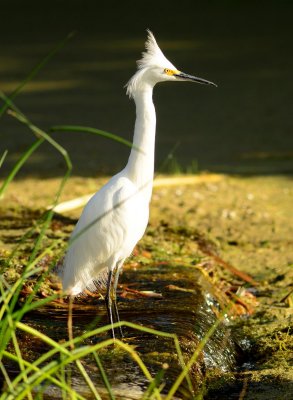 DSC_2746.JPG