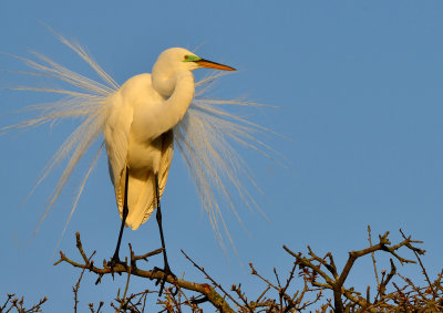 Great Egret